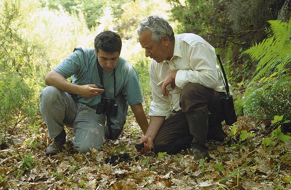 Miembros de la Fundación Oso Pardo y del Fapas vigilan y estudian a los osos cantábricos durante todo el año. Observando las heces de un oso se puede conocer su estado de salud y la dieta que ha seguido. Los osos viven entre 20 y 25 años.