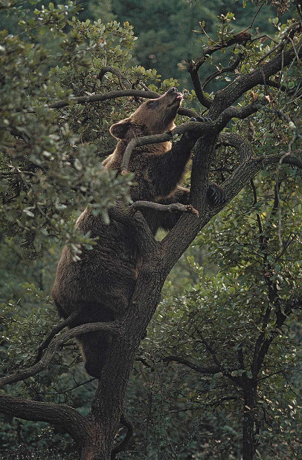A pesar de su peso, que alcanza los 300 kilos, y de que erguidos en dos patas miden hasta dos metros, los osos dan muestra de una sorprendente agilidad. Sus garras les permiten afianzarse por empinados roquedos y neveros resbaladizos, y en su incansable búsqueda de frutos y miel, trepar a los árboles.