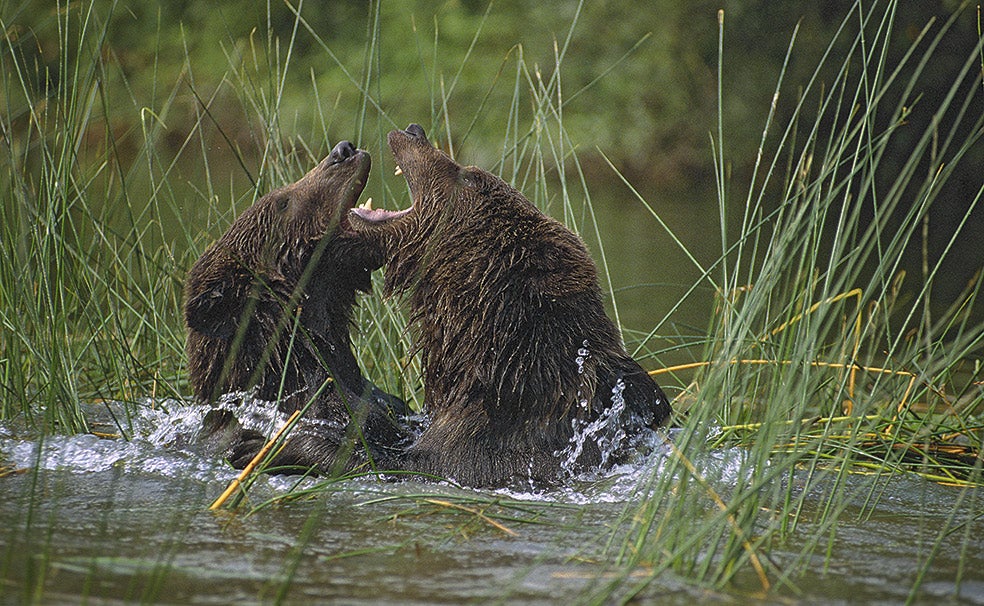 Los osos llevan una vida solitaria, pero los hermanos pueden estar juntos hasta su tercer invierno. Con la madurez sexual, se independizan. En mayo y en junio, los osos entran en celo. Son muy promiscuos, tanto los machos como las hembras.