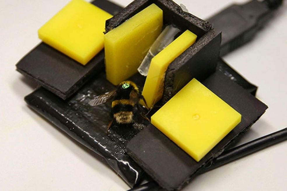 Imagen del experimento llevado a cabo por Matilda Gibbons que demostró que las abejas no reaccionan al dolor solo como un acto reflejo, sino calculando la compensación que el sufrimiento puede conllevar. En el caso de la investigación, acceder a un alimento más dulce.